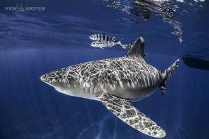 Oceanic Whitetip Shark with pilotfish over a mid ocean se... by Ken Kiefer 
